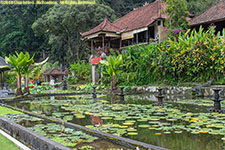 lotus pond